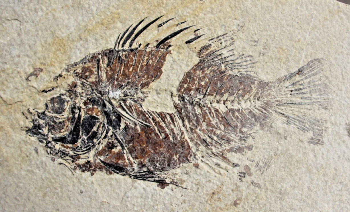 5.25" Unprepared Priscacara from 18" Layer • Dempsey Ranch, Wyoming