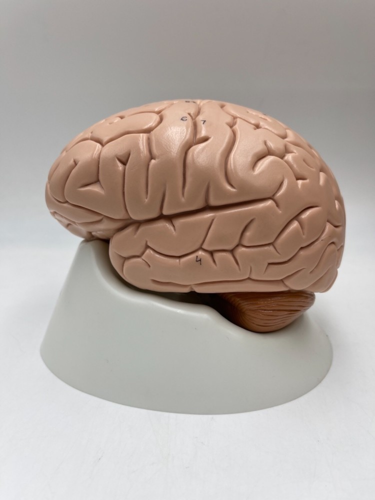 3B Scientific C16 Human Brain Anatomical Model