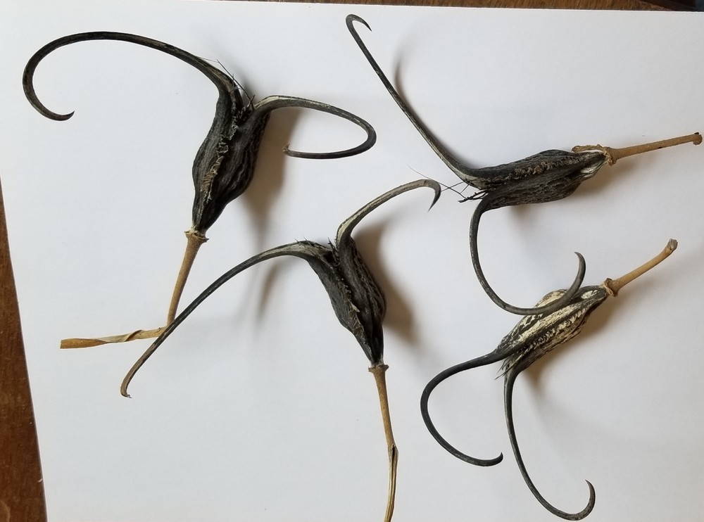 DEVIL CLAW DEVILS CLAW DEVIL'S CLAW DEVIL TALON SATANS CLAW SATANS TALON