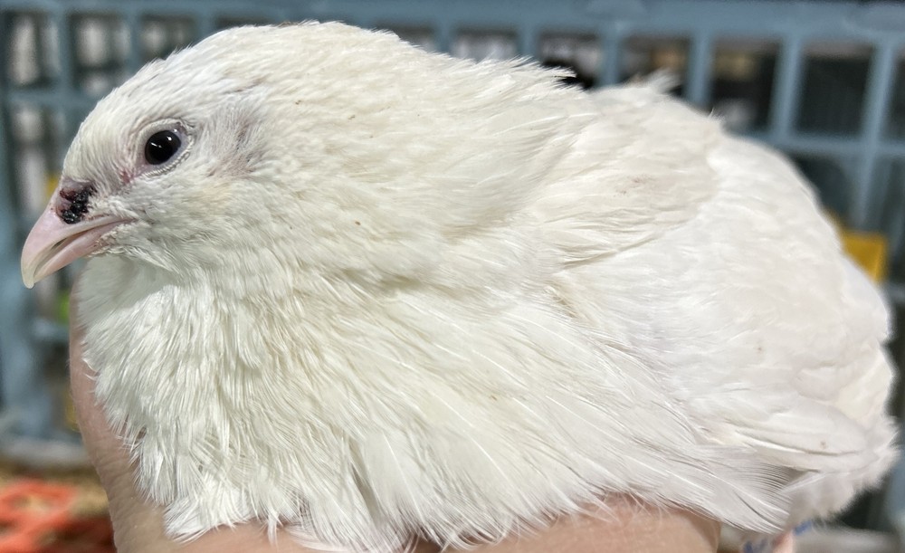 Celadon Coturnix Quail Hatching Eggs