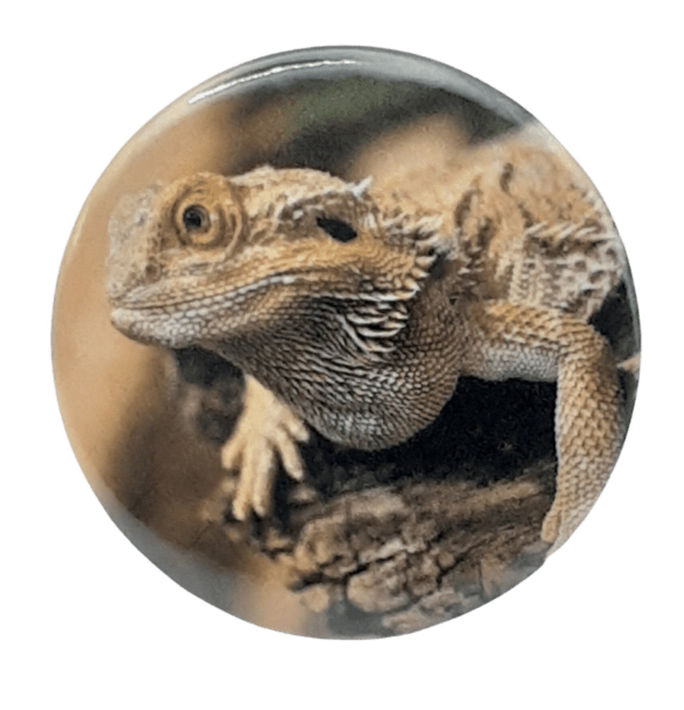 Lizard[ 2.25 inch  ]