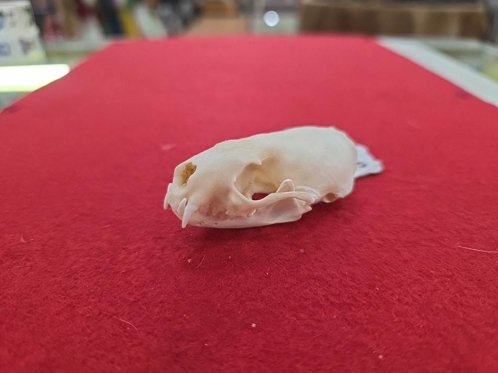BSK21 Mink Skull Taxidermy