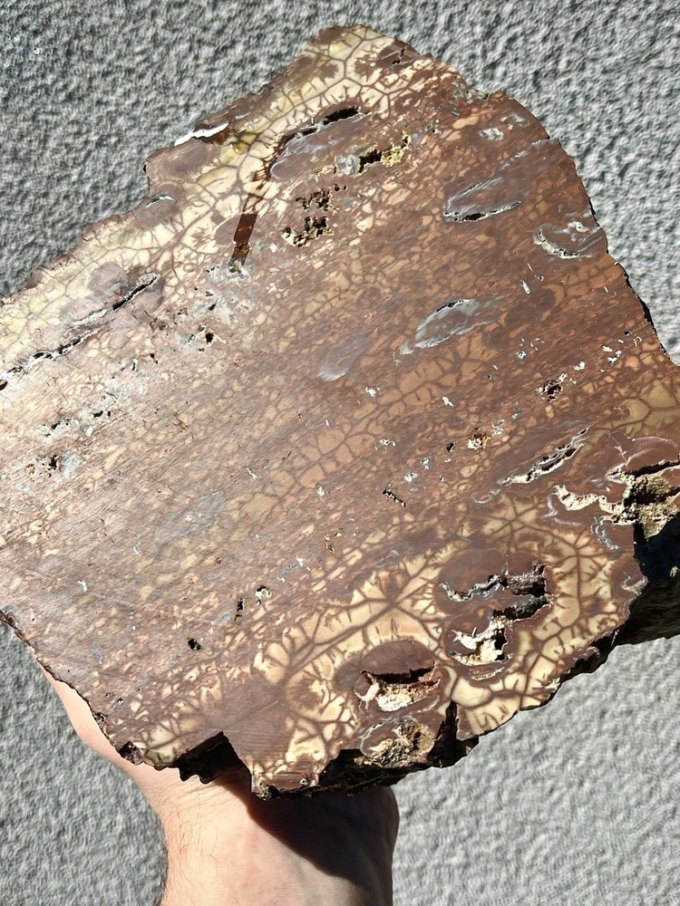 22.4 Pound: "Spiderweb" Jasper Rough Endcut from Malheur County, Oregon