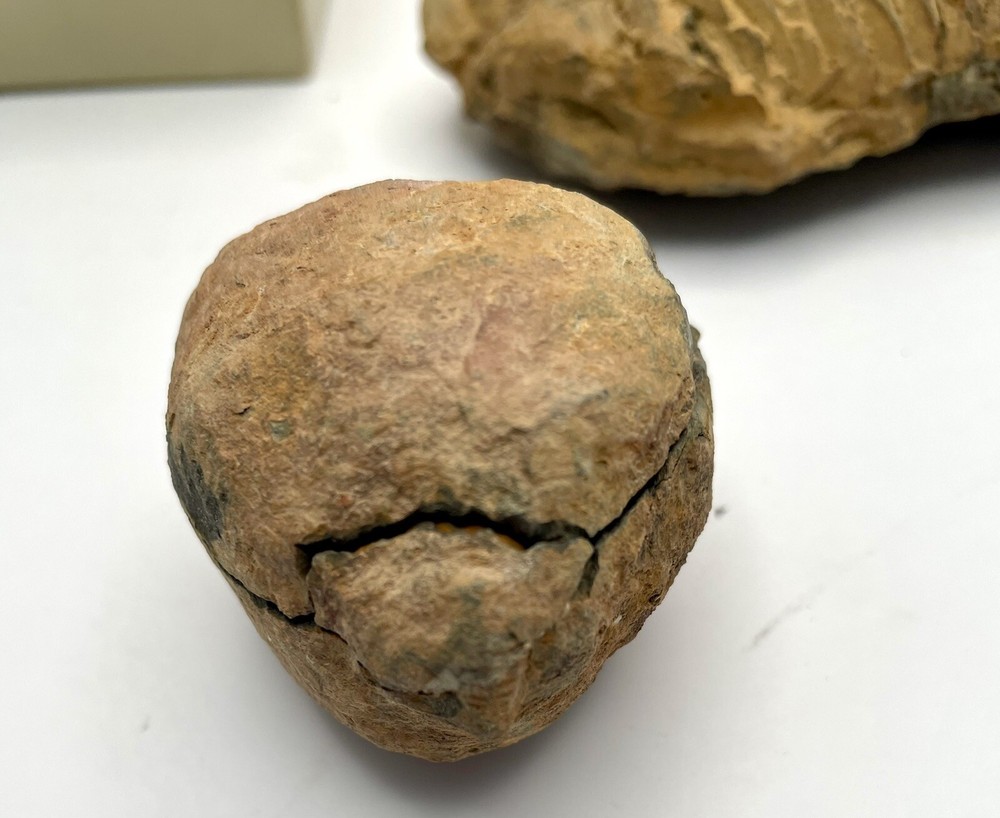 Trilobites Devonian Flexicalymene World of Science (CB)
