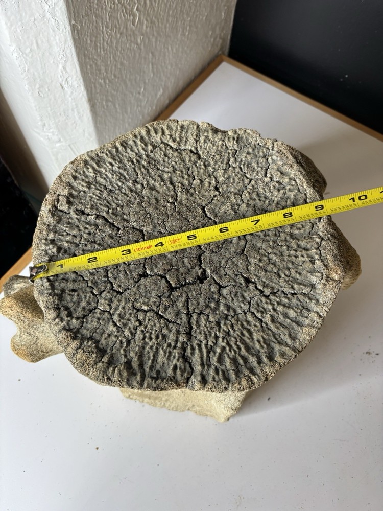 Whale Vertebrae Fossilized LARGE