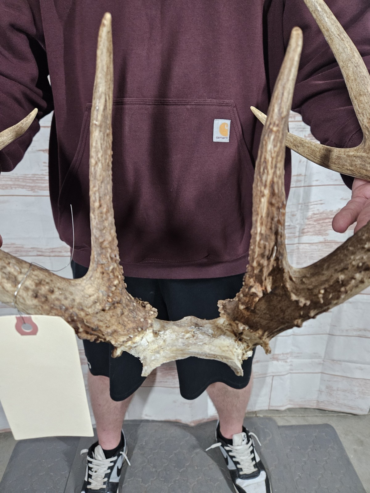 Wild 11 Point Whitetail Deer Antler Rack Horn Skull Plate Decor Man Cave 146"