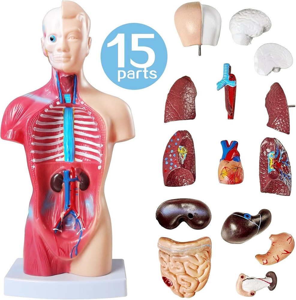 Interactive 10.5-Inch Human Anatomy Torso Model - Perfect for Learning