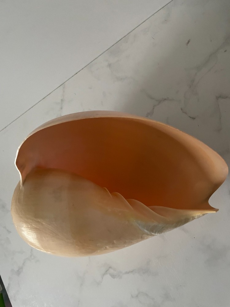 Crowned Baler Melon Shells Set of 2