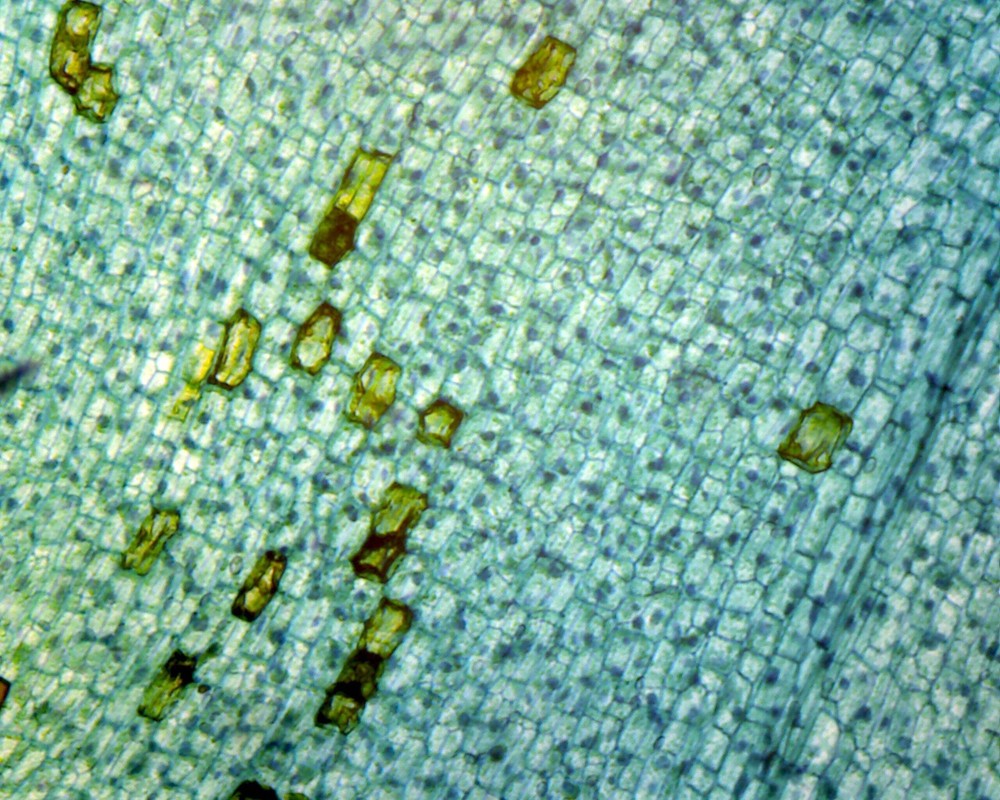 Elodea Submerged Leaf; Whole-mount Microscope Slide