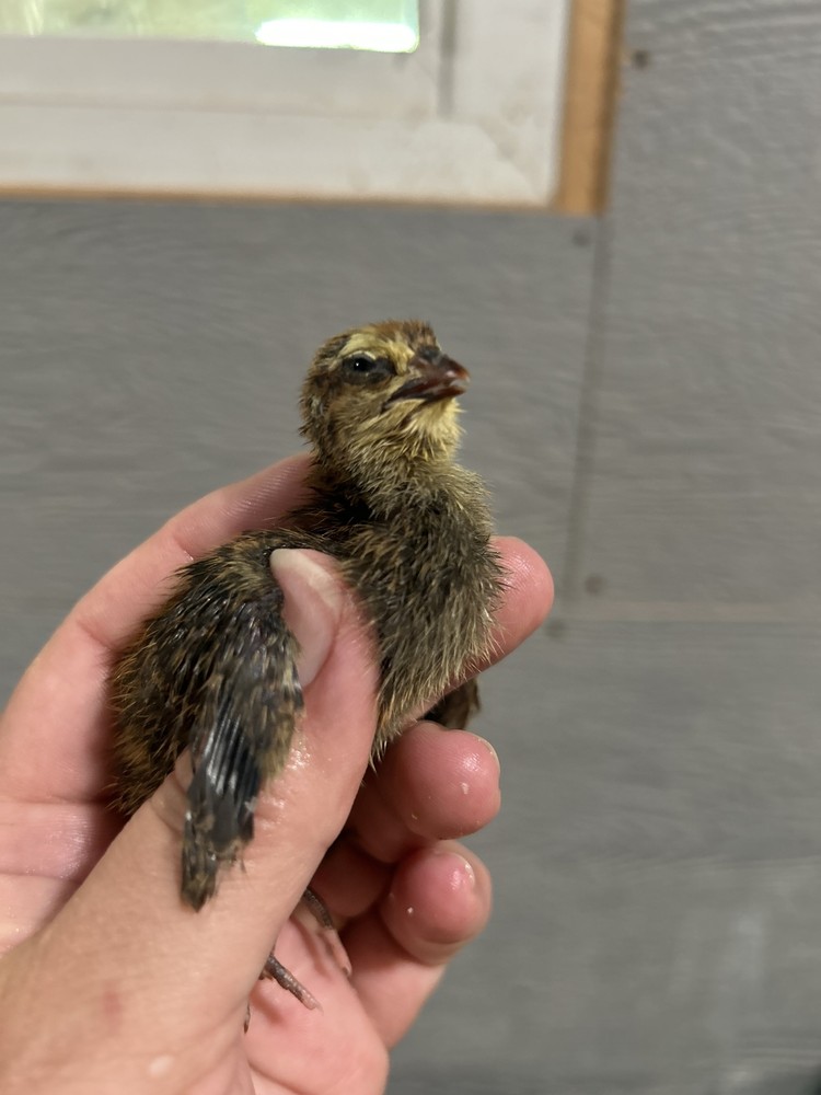 Quail Hens Choice Hatching Eggs