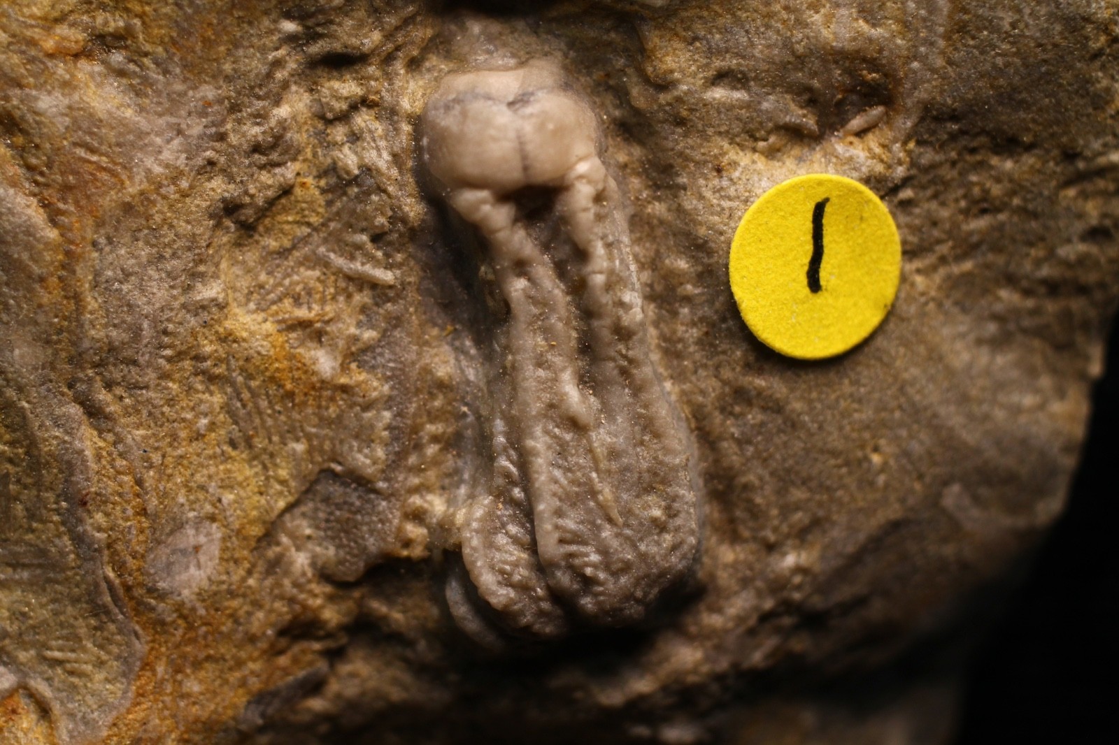 Five Different Crinoid Fossils, Franklin Co., Alabama
