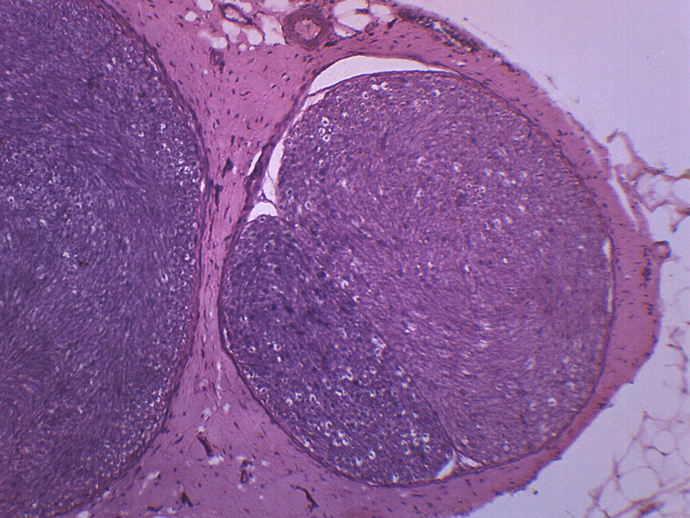 Peripheral Nerve, Mammal - Prepared Microscope Slide - 75x25mm - Eisco Labs