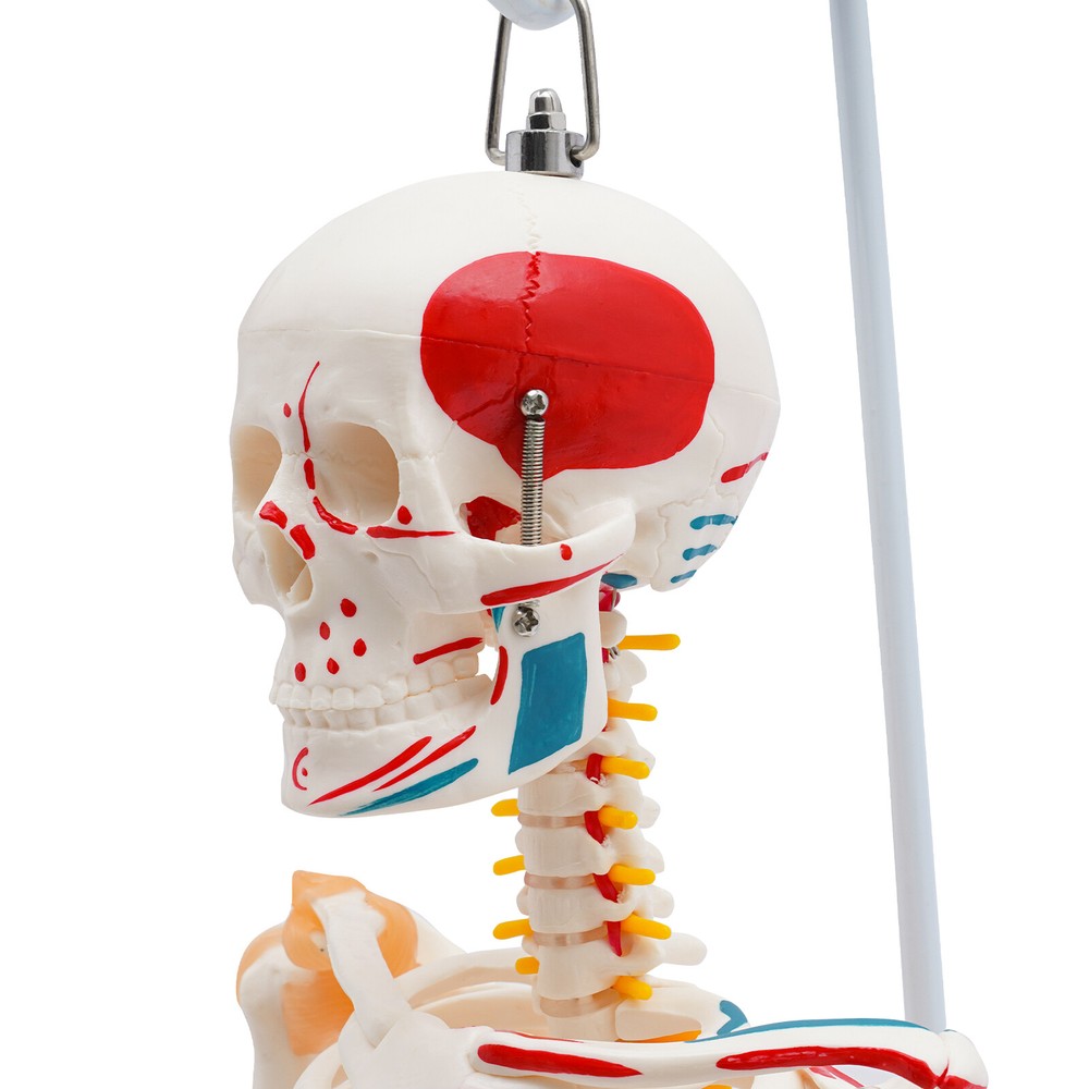 Human Skeleton Model, 34" Half Life Size Skeleton Model with Spinal Nerves