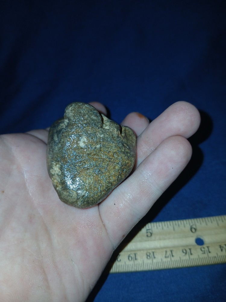 5 oz Agatized Petrified Wood