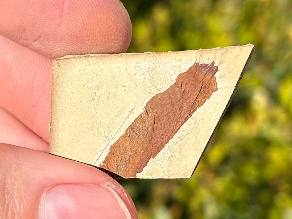 Georgia Fossil Trilobite Aphelaspis brachyphasis Conasauga Formation Cambrian