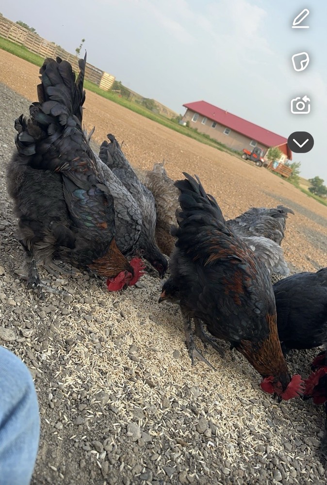 15 Rainbow Hatching Eggs from FREE RANGE CHICKENS