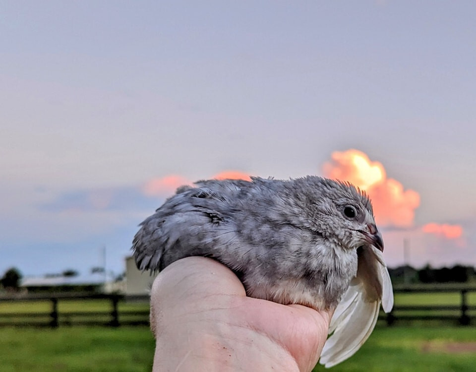 75+extras Coturnix Quail Hatching Eggs NPIP Flock