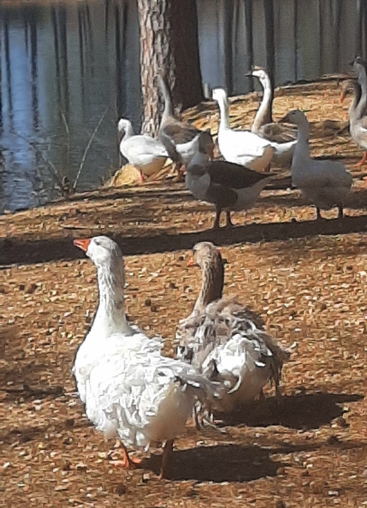 Available Now 5 + 1 Extra Fancy Breeds Geese Hatching Eggs