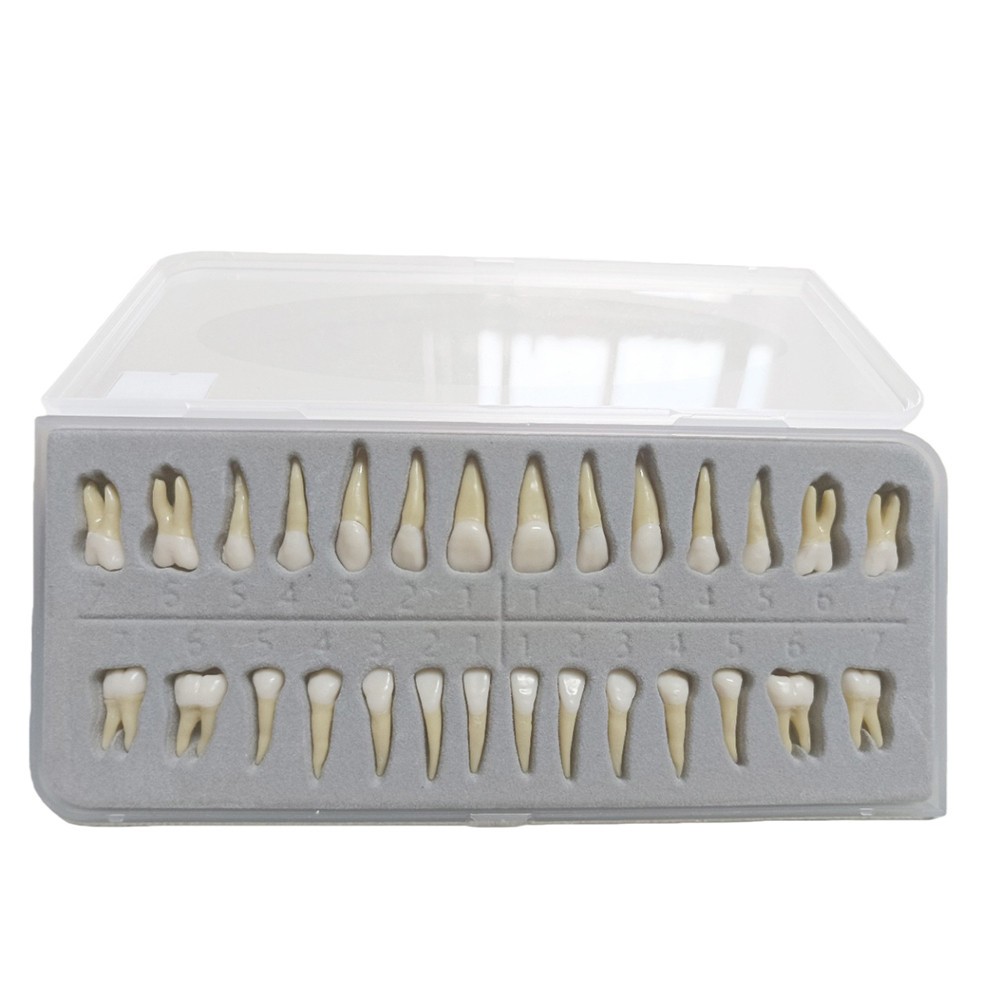 28 Resin Dental Permanent Teeth Study Tooth Model Discrete With Root Simulation