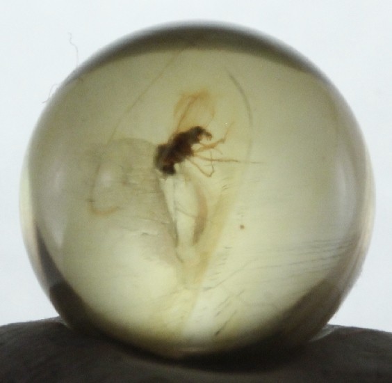 ++ FLY in Mexican Amber Sphere 12mmd ++