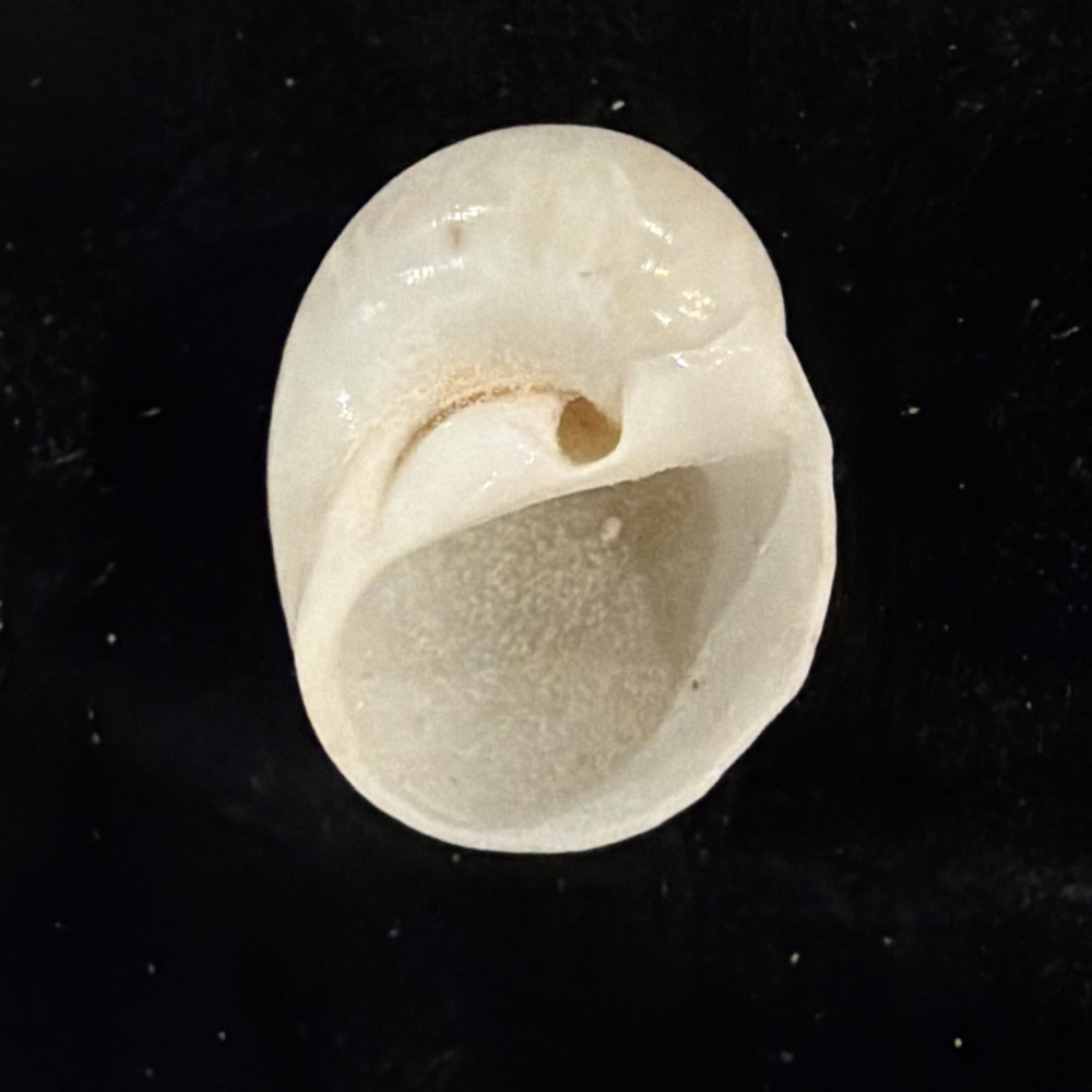 Natica Canrena Shell 25mm Florida (A695)