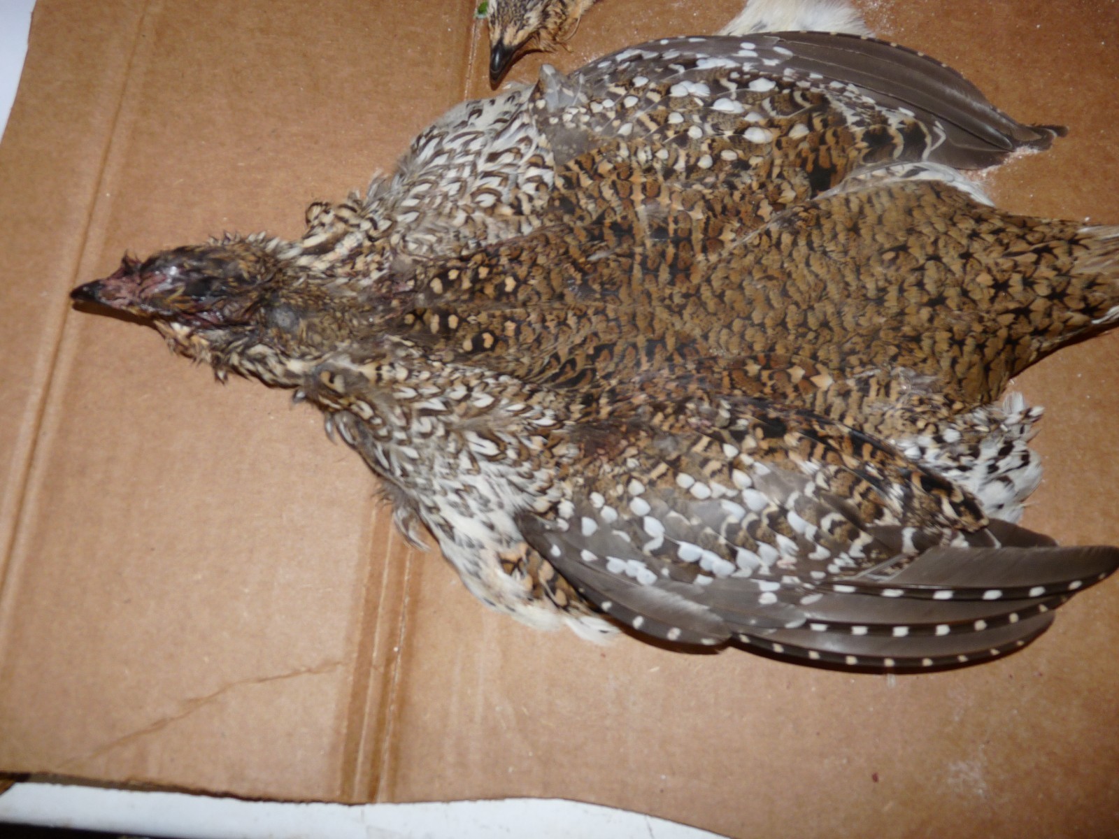 1 Beautiful no 1 SHARPE TAIL GROUSE SKIN craft dog training ART FLY TYING SHARP