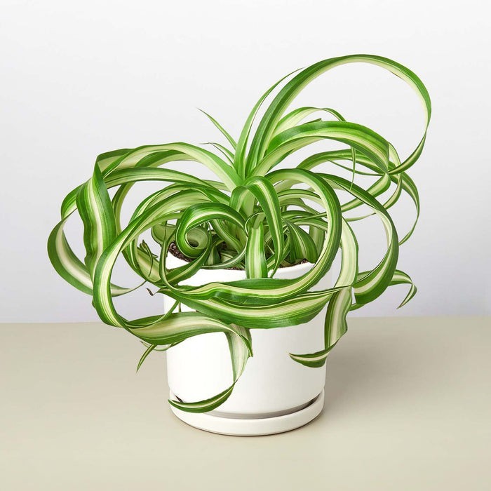 Spider Plant 'Bonnie' 3" Pot