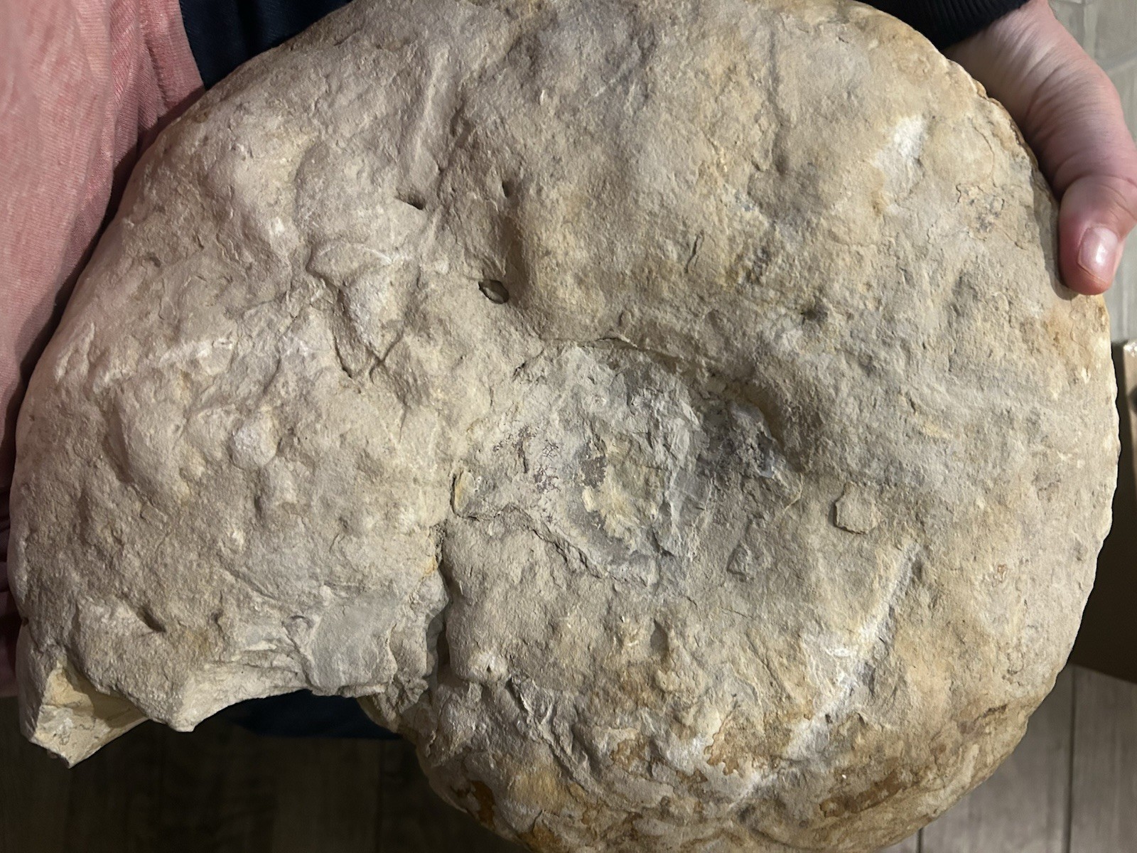 NICE 15.25” Texas Cretaceous Fossil Ammonite, Eopachydiscus Marcianus! Sutures