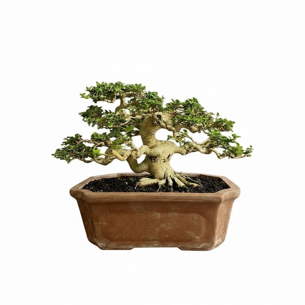 Bonsai Premna Microphylla | Bonsai Tree