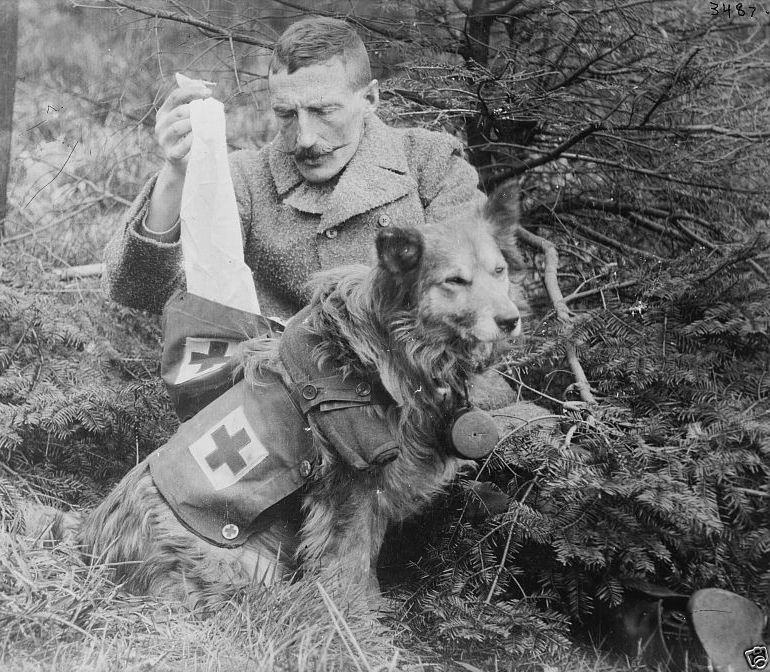 British soldier retrieving bandages from Red Cross dog World War I 8x10 Photo