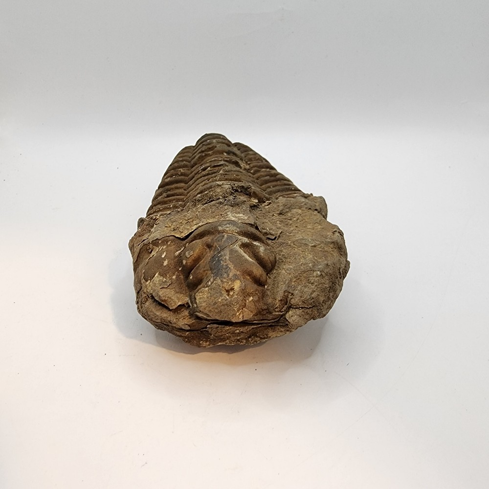 Flexicalymene Trilobite