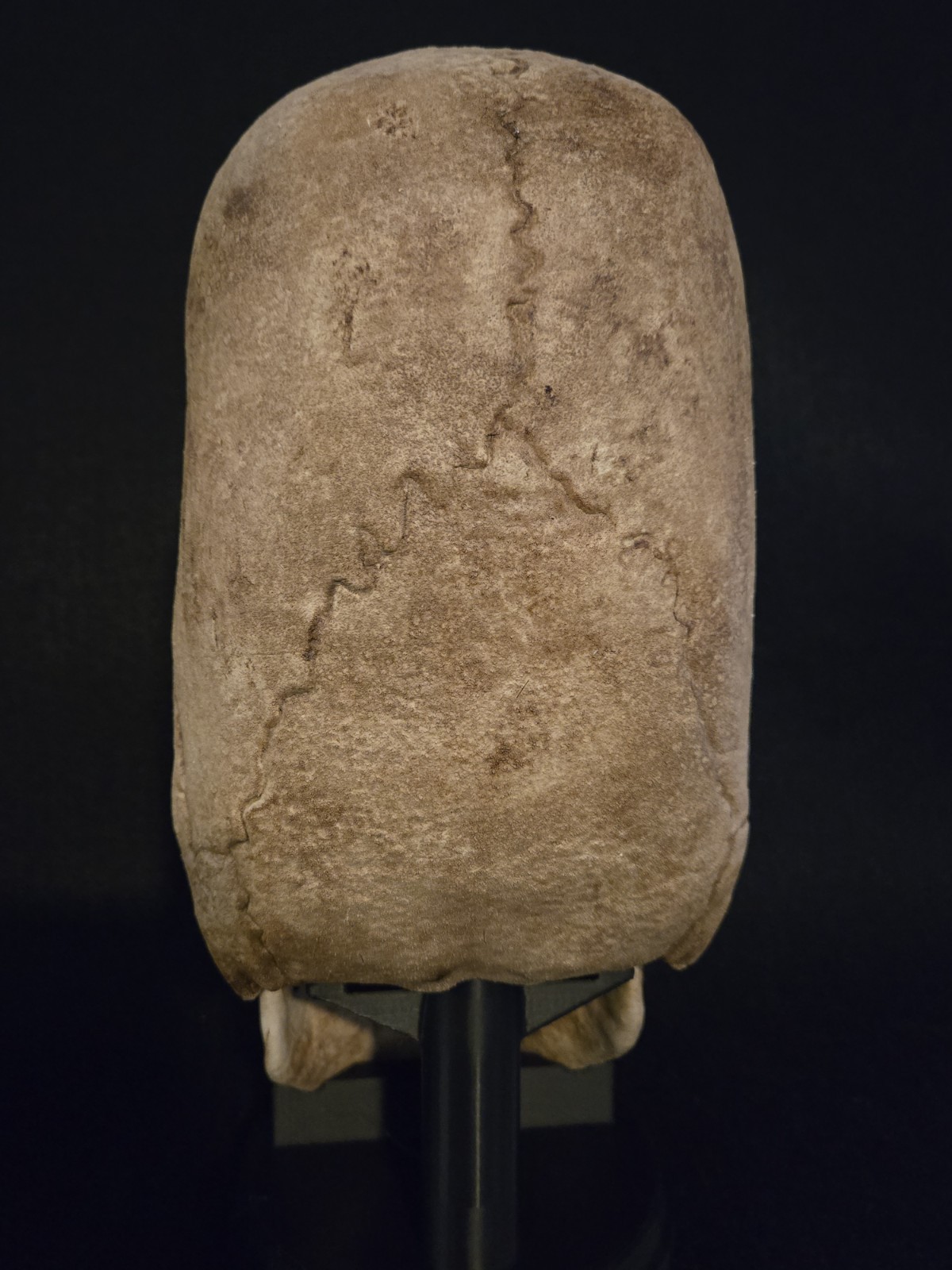 Human Skull - Peruvian Enlongated- Hyper Realistic with stand.