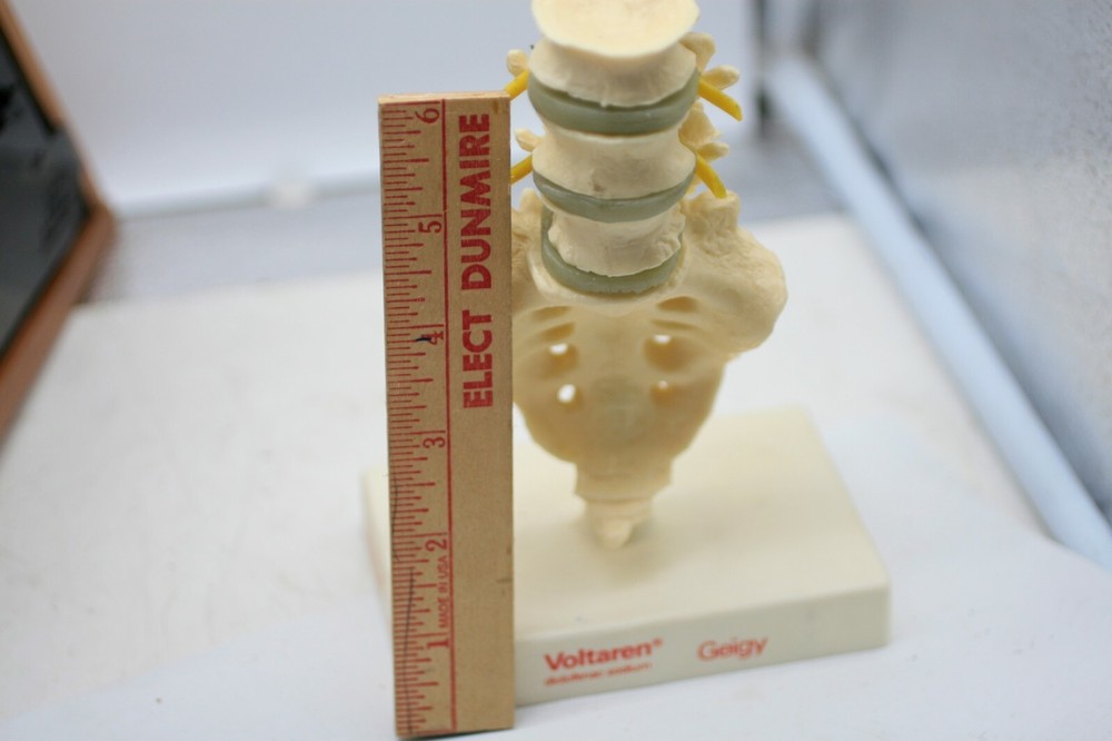 Voltaren GEIGY Vertebral Column Anatomical Model E1