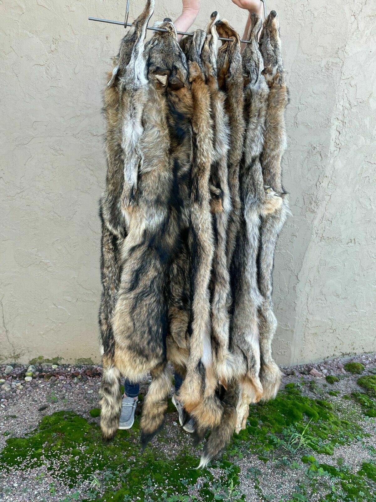 Tanned coyote pelt, fur, brush wolf, professional tan Canis latrans easterncoy