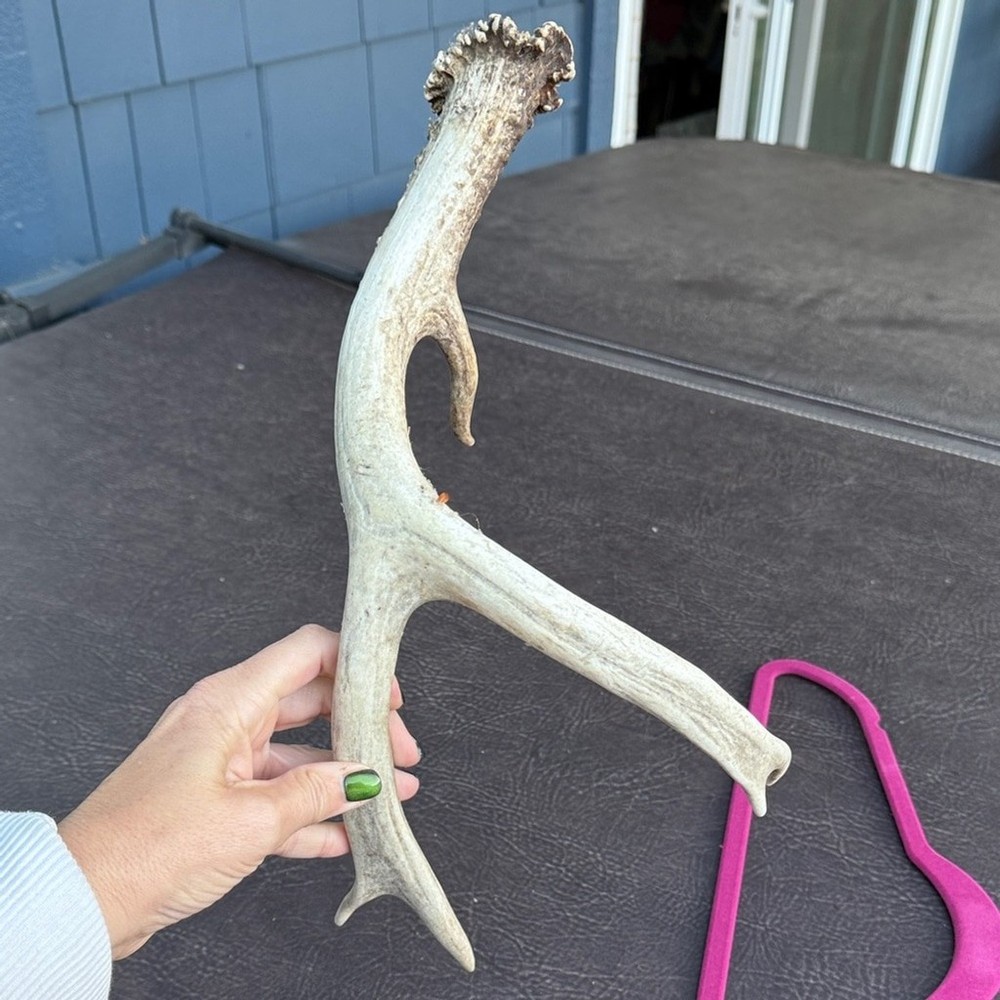 Rustic Brown Antler Wall Decor