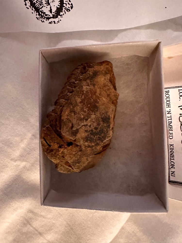 Fossil Trilobite from Morocco (D603FC8)
