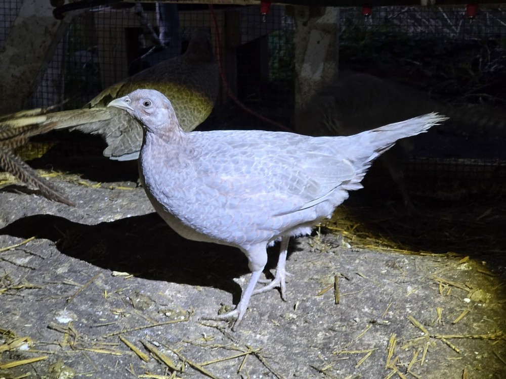 12+1 Abyssinian pheasant hatching eggs 🥚 -PRE ORDER SHIPPING MAY