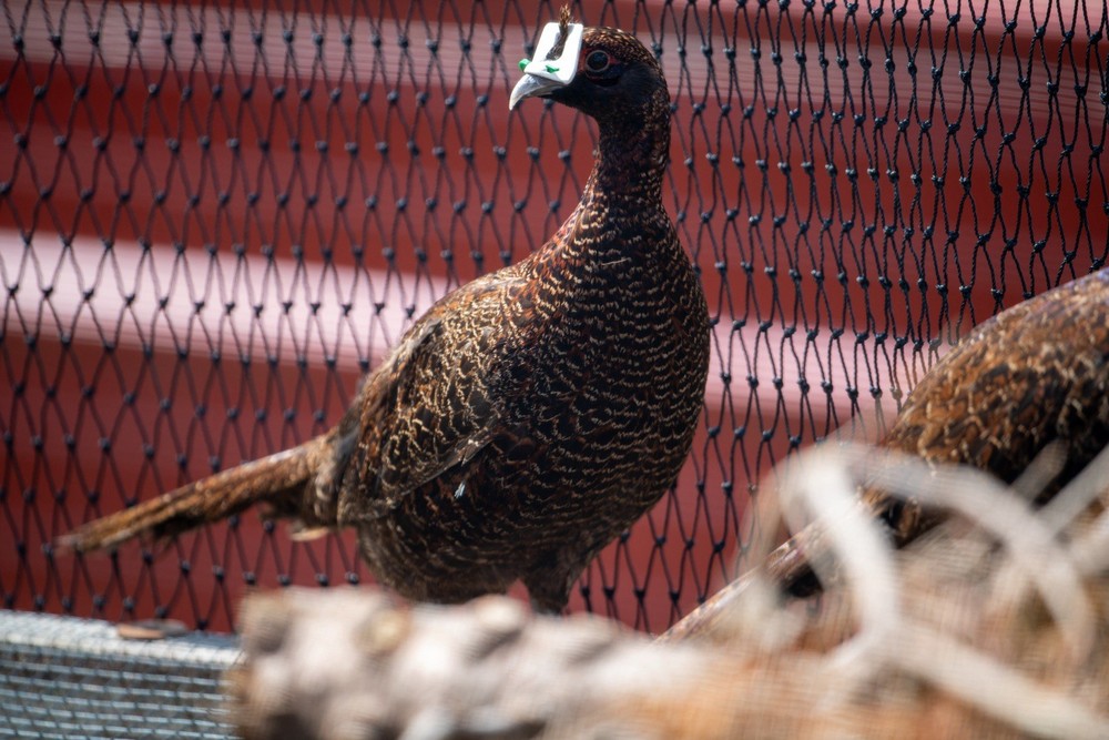 12+ Melanistic Mutant Pheasant Hatching Eggs