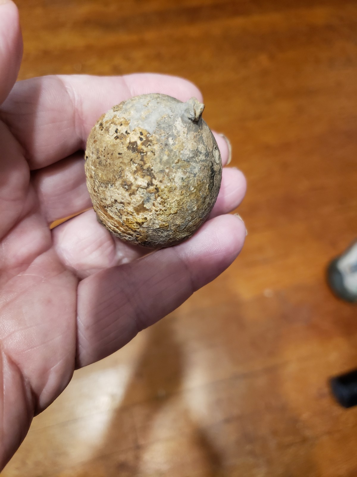 Huge Museum FOSSIL Cystoid Echinosphaerites aurantium 2.25"! Crinoid Trilobite !