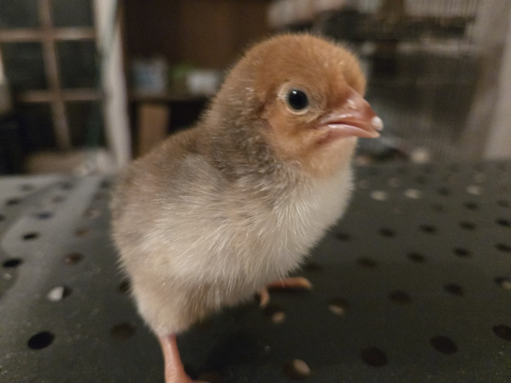 Dozen Mixed Assorted premium heritage Chicken Hatching Eggs