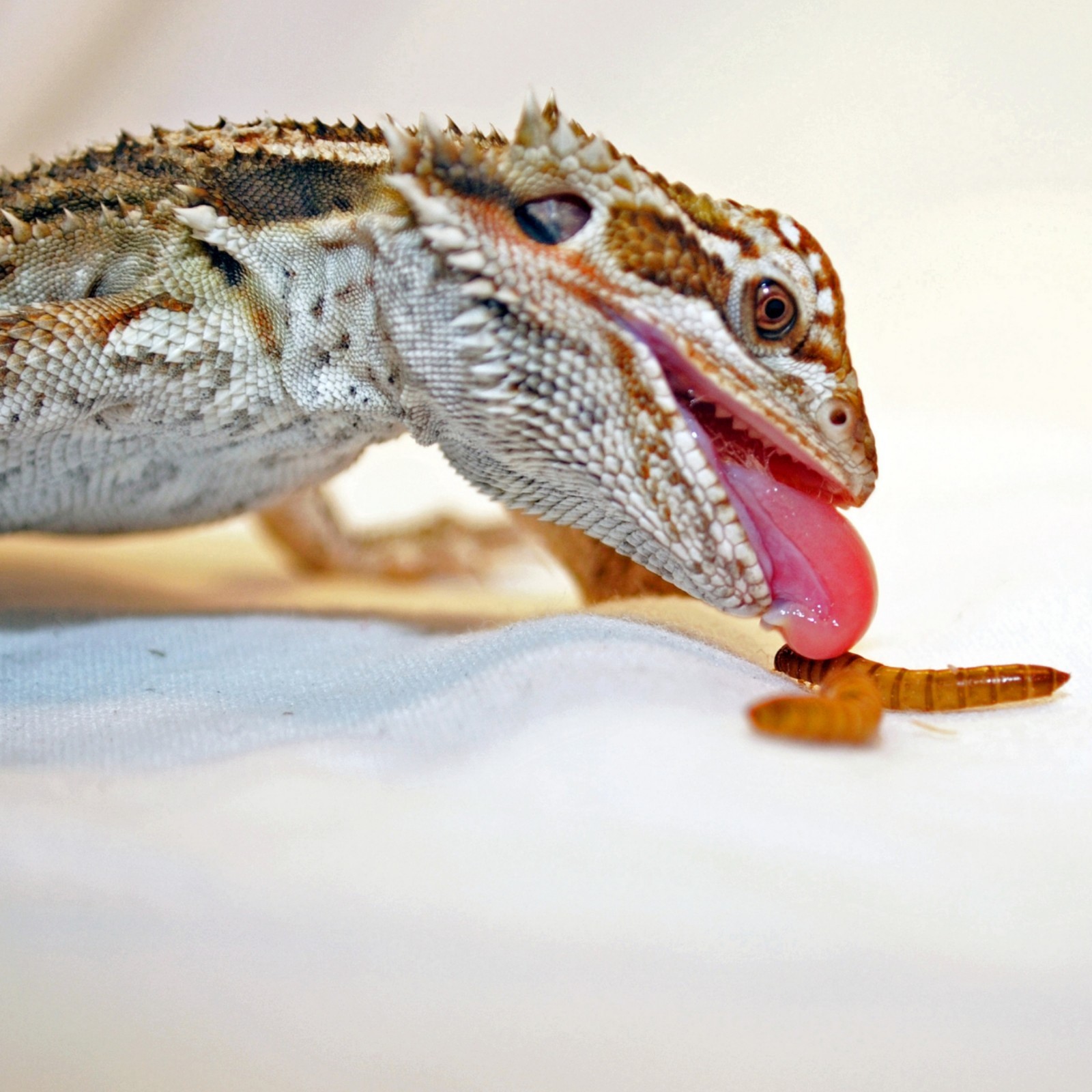 Live Mealworms - Grown Organic Meal Worms for Reptiles - 1000 Bulk Feeder Insect