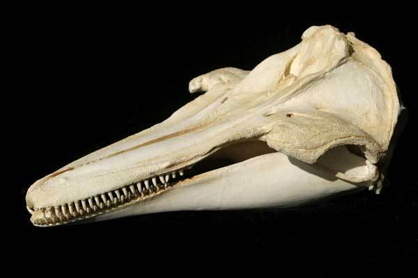 MELON-HEADED WHALE  SKULL REPLICA