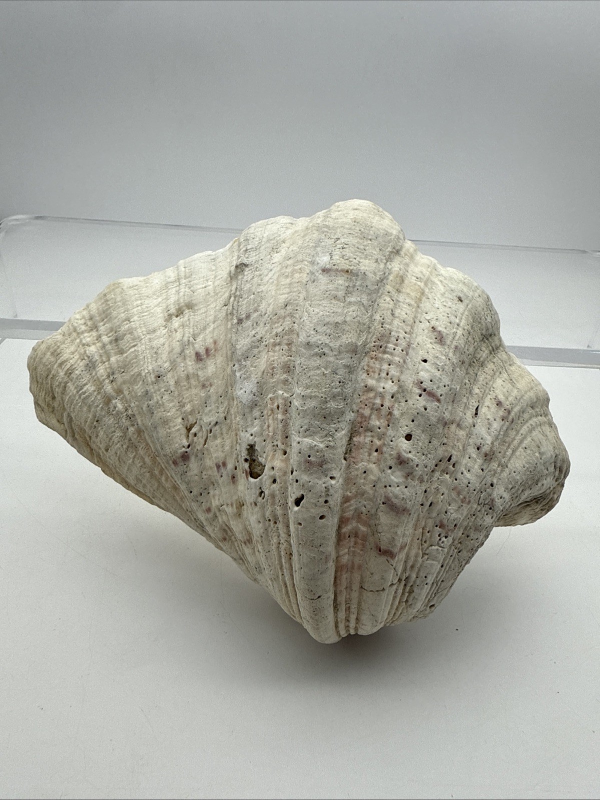 Giant Clam Shell Tridacna Gigas 9.5” Long X 7.5” Wide Fossil Indentations Clean