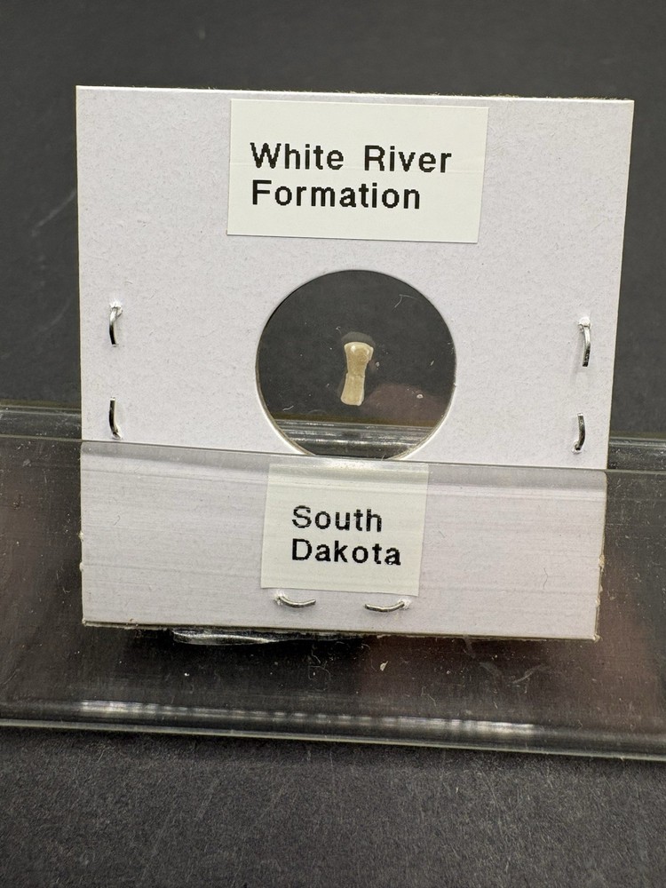 (12)- Mixed Location Micro Fossils- Miocene, Oligocene, Eocene, Cretaceous