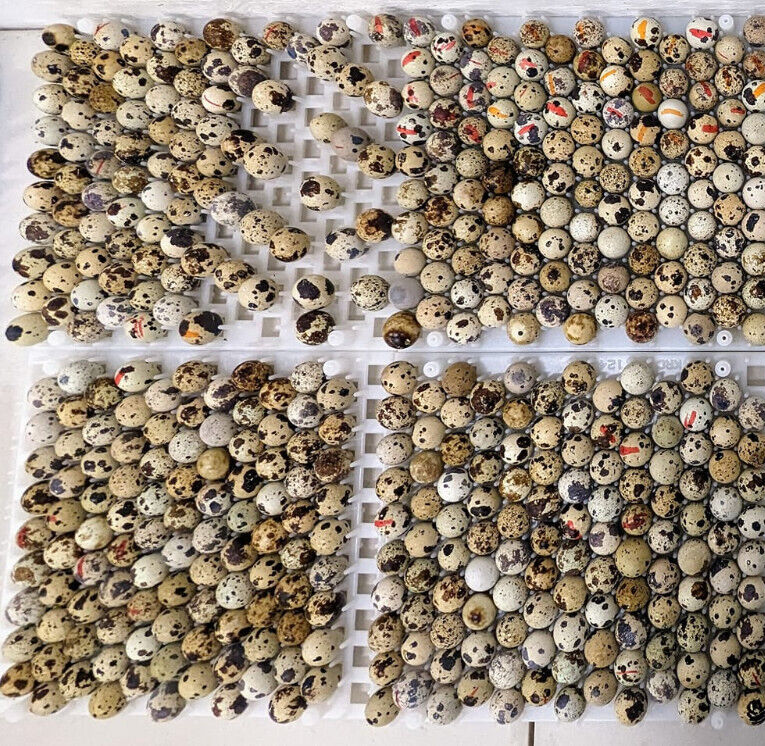 75 ++ Rainbow Coturnix Quail Hatching Eggs NPIP