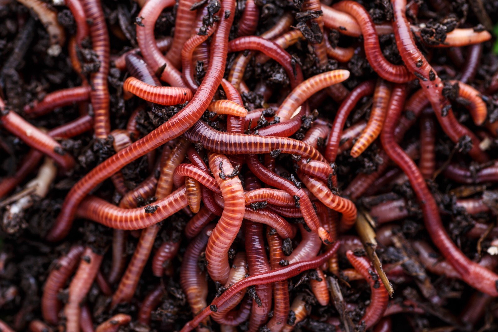 1 Lbs PURE RED WIGGLER Compost Worm /FREE SHPG/Weather Determines SHPG