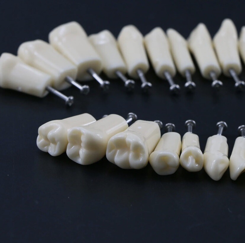 Kilgore Typodont Teeth