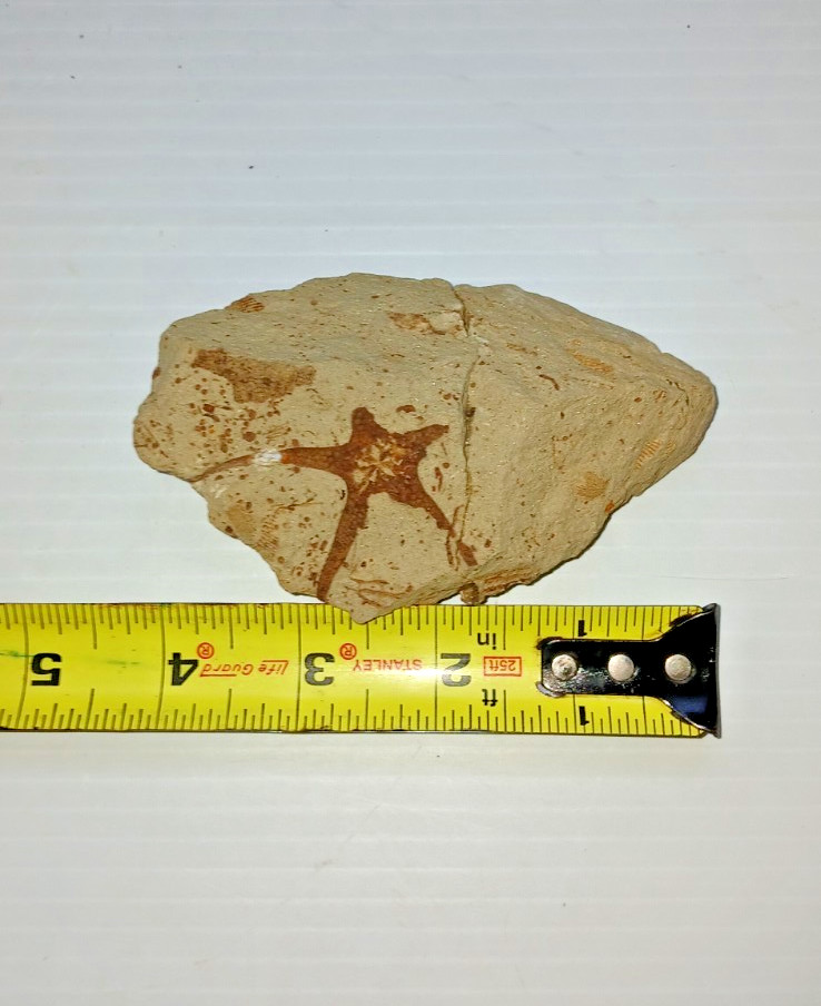 Starfish Fossil