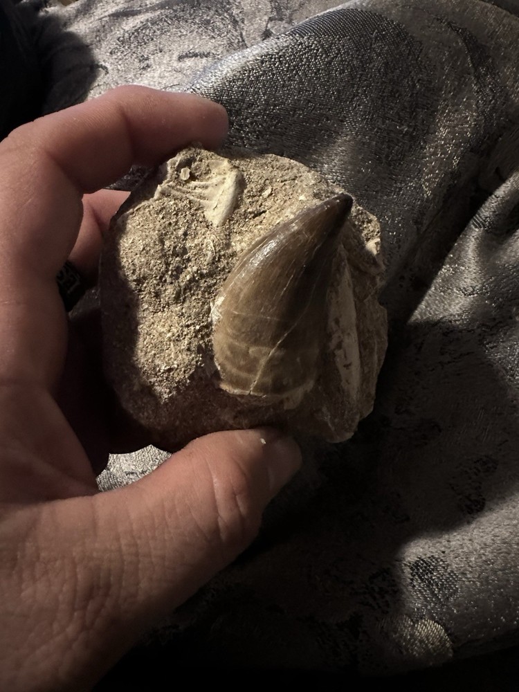 Mosasaur Tooth In Matrix