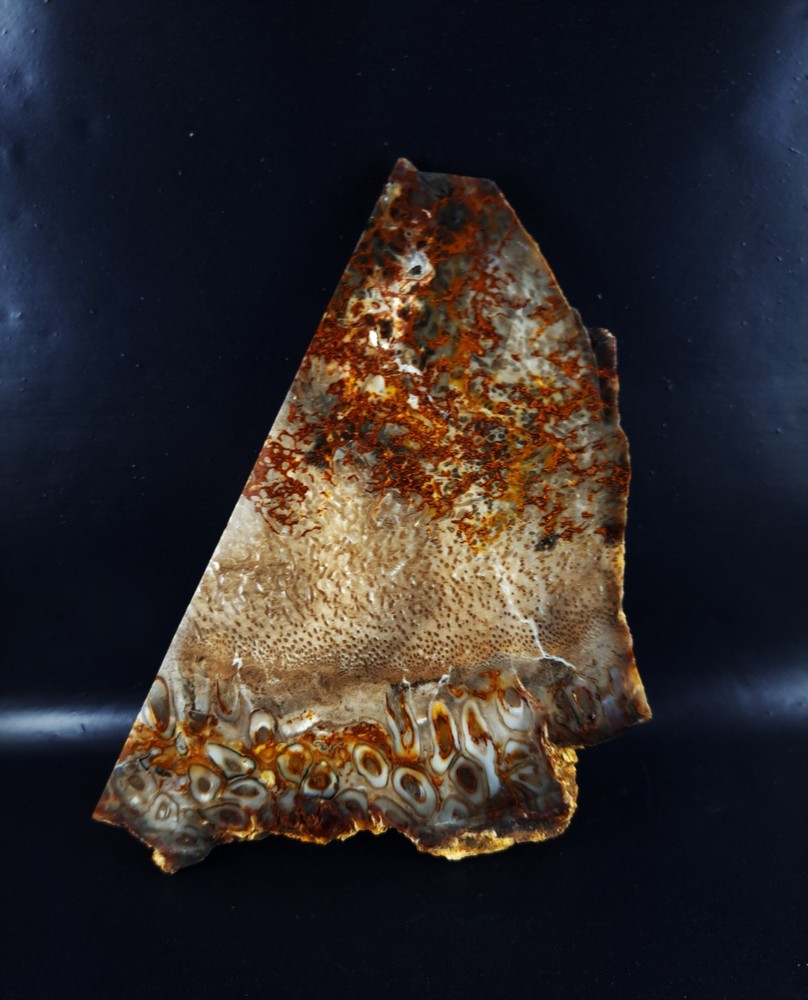 Petrified Palm Root Slab